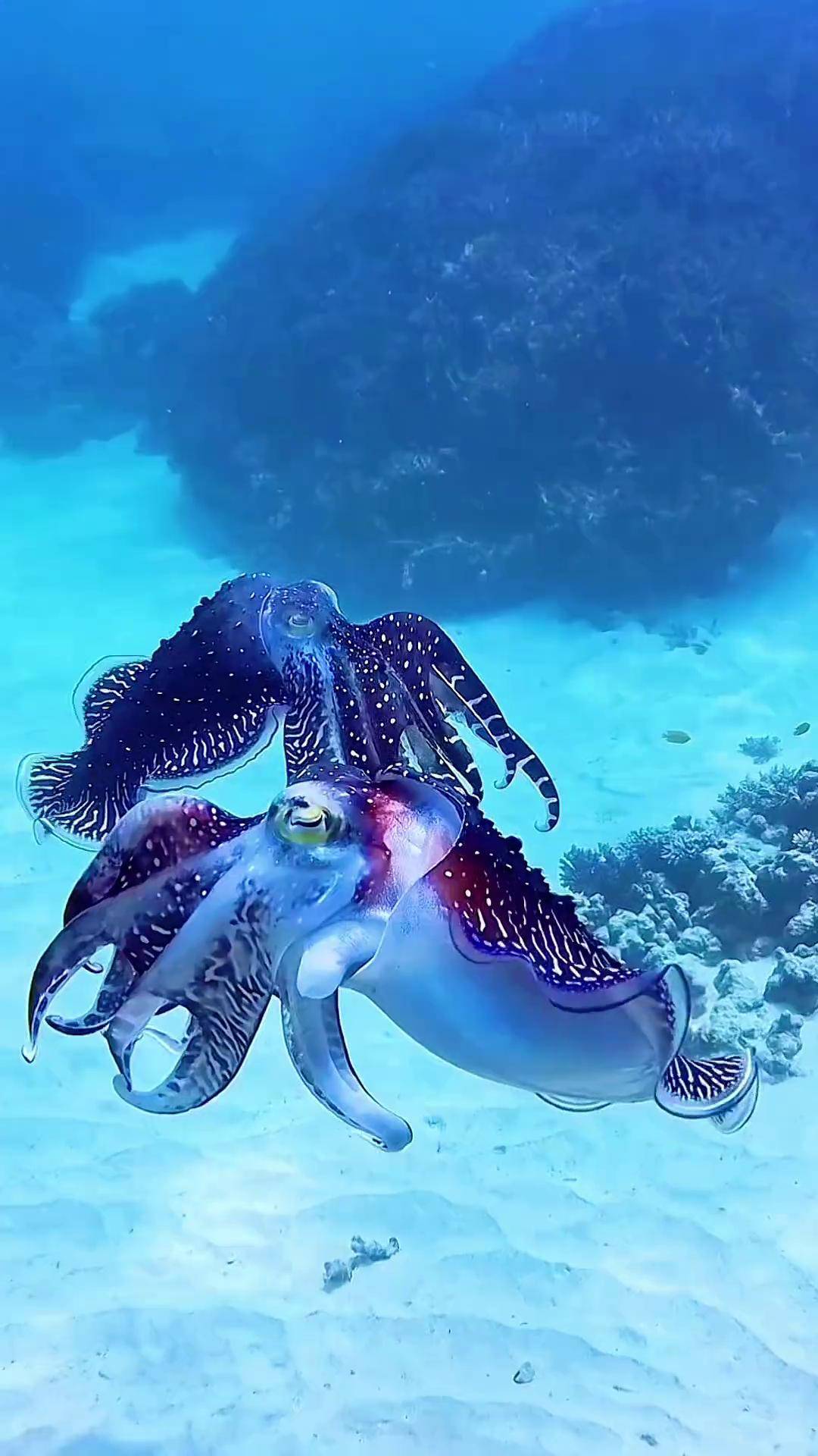 带你畅游神奇的海洋世界一起看看海底世界 奇妙的海洋生物 蓝色治愈系