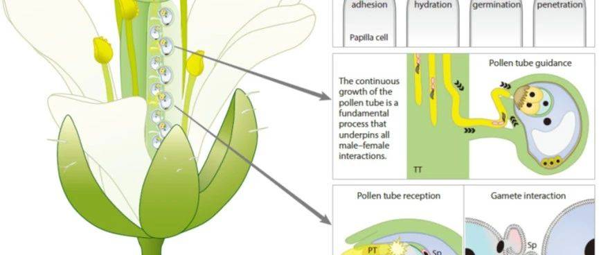 重磅综述!全面梳理并总结了过去二十余年植物生殖生物学领域中关于被子植物雌-雄相互作用的重要进展_花粉_研究_分子