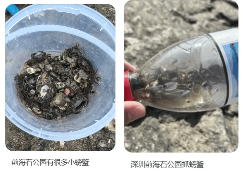 深圳一海滩惊现大量海鲜!有网友称怒捡一百多斤…… 深圳一海滩惊现大量海鲜!有网友称怒捡一百多斤……