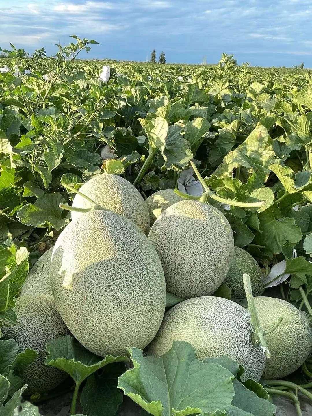 哈密瓜纹路越深越甜?瓜农的蒂痕观察术,一挑准!