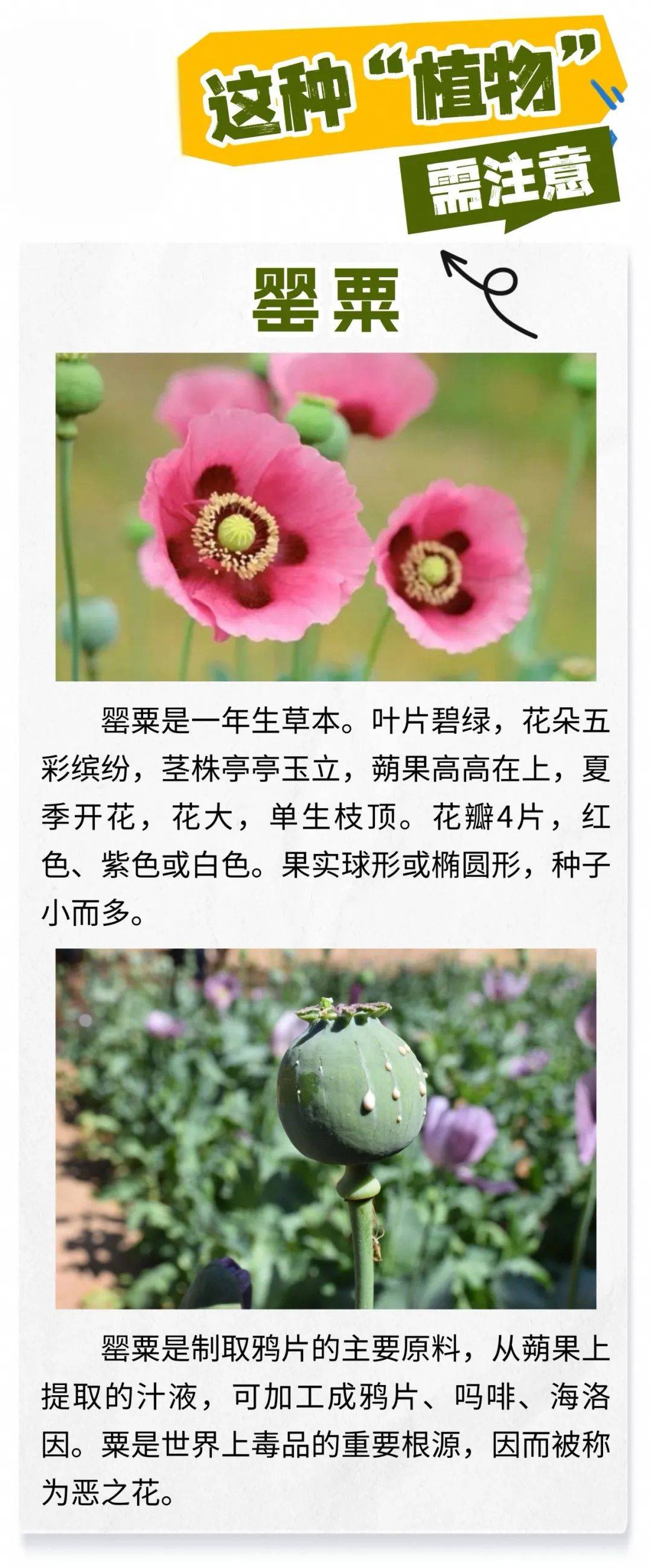 种植_罂粟花_非法