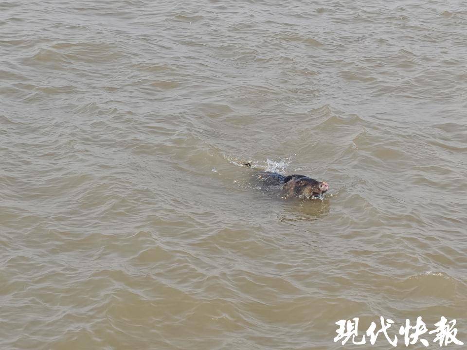 一头野猪以“标准泳姿”一小时横渡长江
