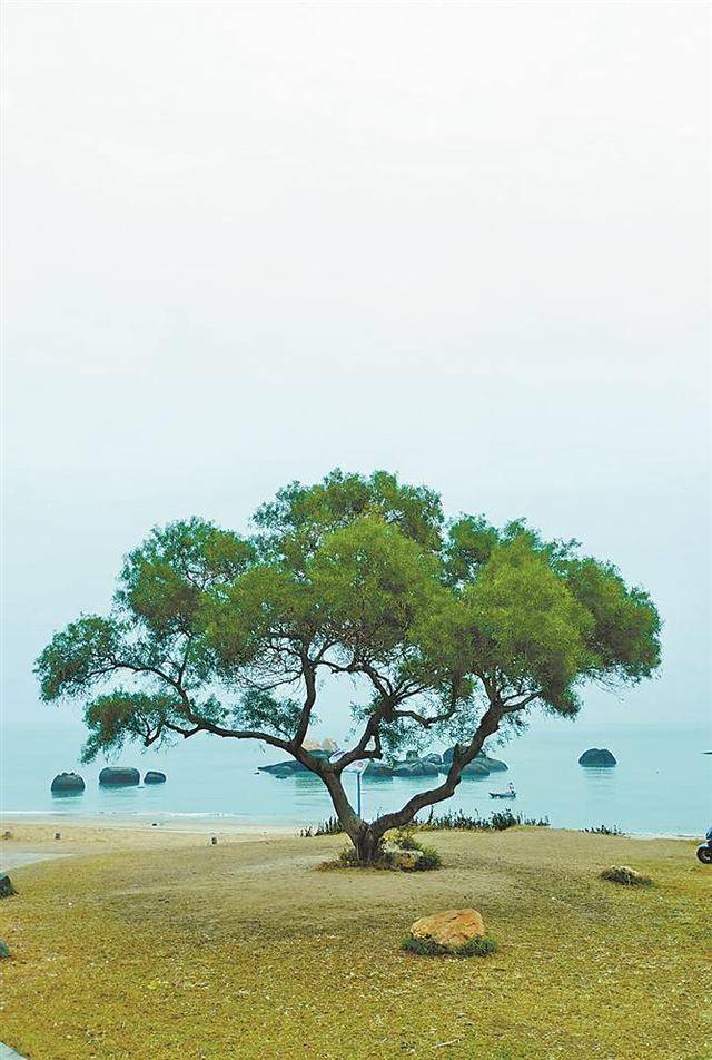 环岛路"孤独的树"枯死了?已无法挽救,仍将作为风景驻留