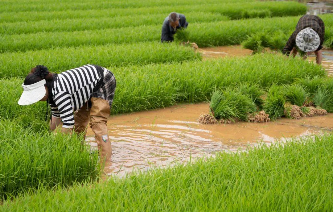 万山抢抓农时插秧忙!