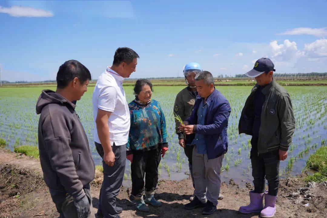 【垦地合作】江川农场“田间大课堂”：以科技赋能垦地合作 共绘水稻单产提升新图景