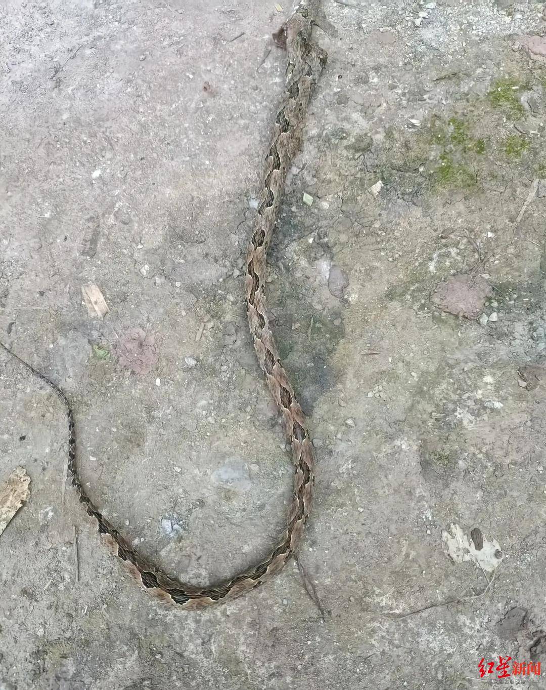 家中来了一条毒蛇!