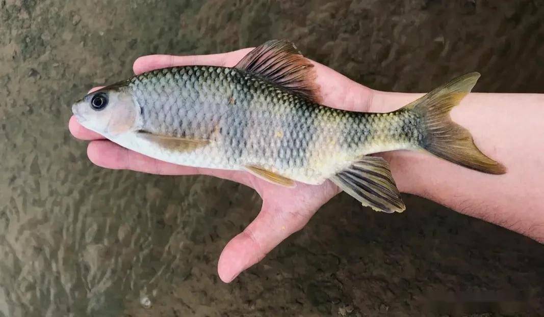 它的卵有"毒素",高温也杀不死!湖南多人吃"溪石斑鱼"后中招