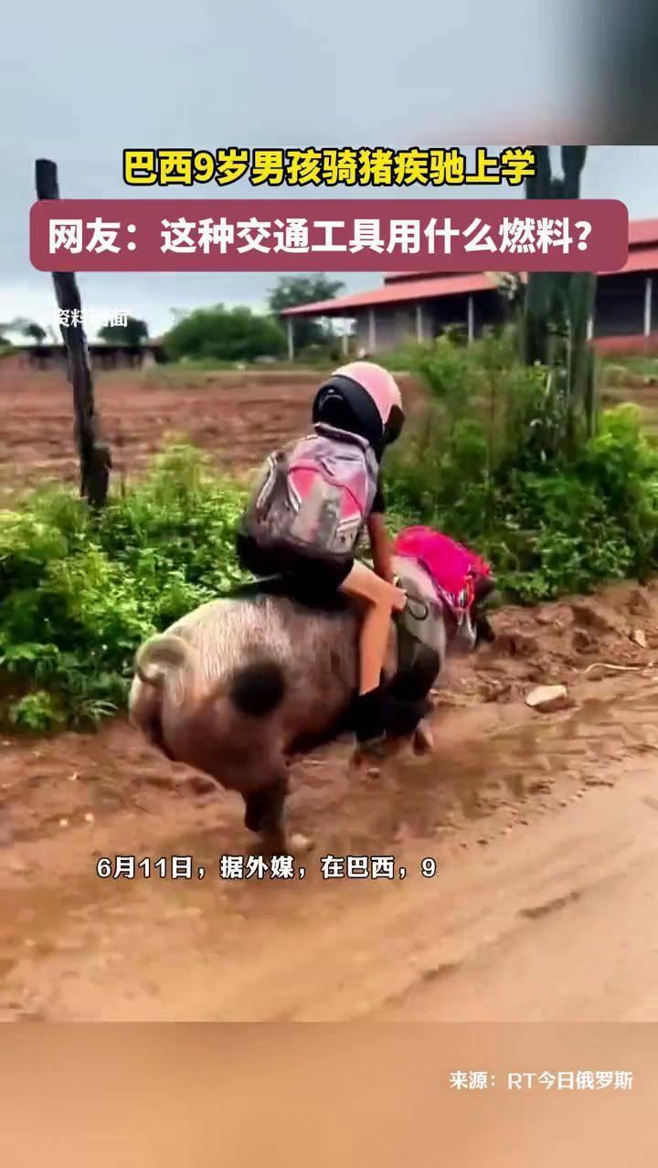 巴西9岁男孩骑猪疾驰上学 网友:这种交通工具用什么燃料?