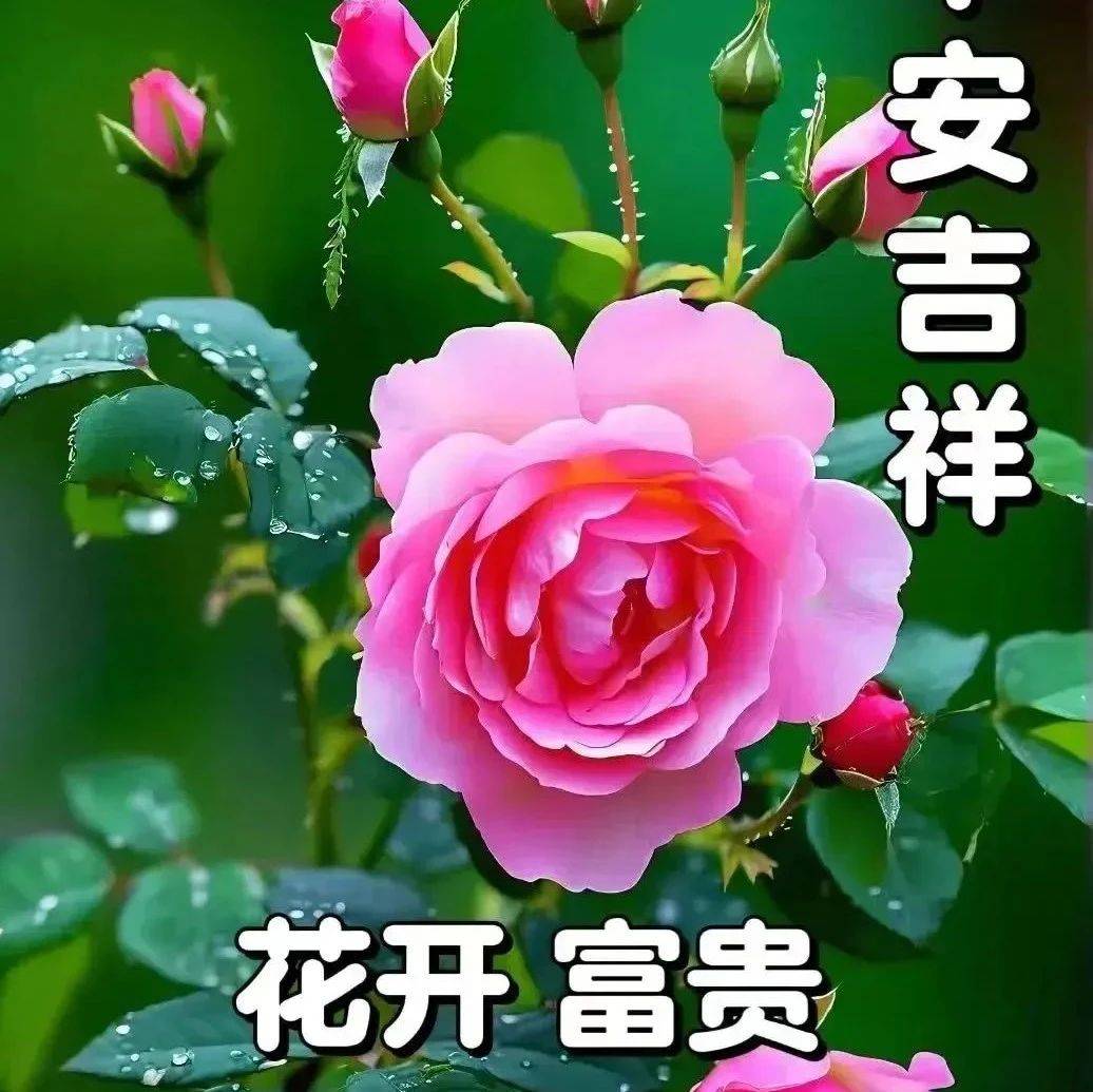 15张最新早上好最新版本今天早上好精选图片，祝福无声，问候天天_平安_好运_阳光