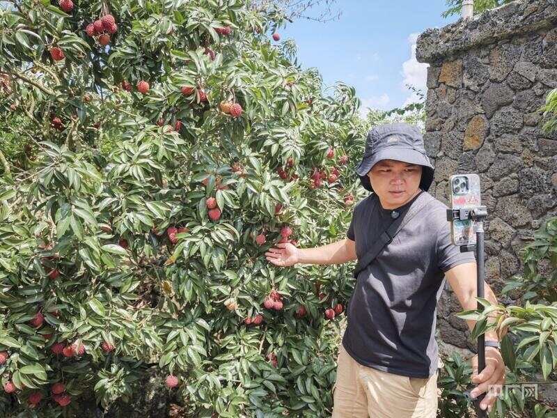 消费新观察丨海口火山岩上的“甜蜜经济”