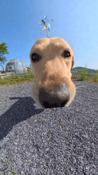 主人喂狗子吃欺骗餐,闻着是炖骨头,吃到嘴里变味了