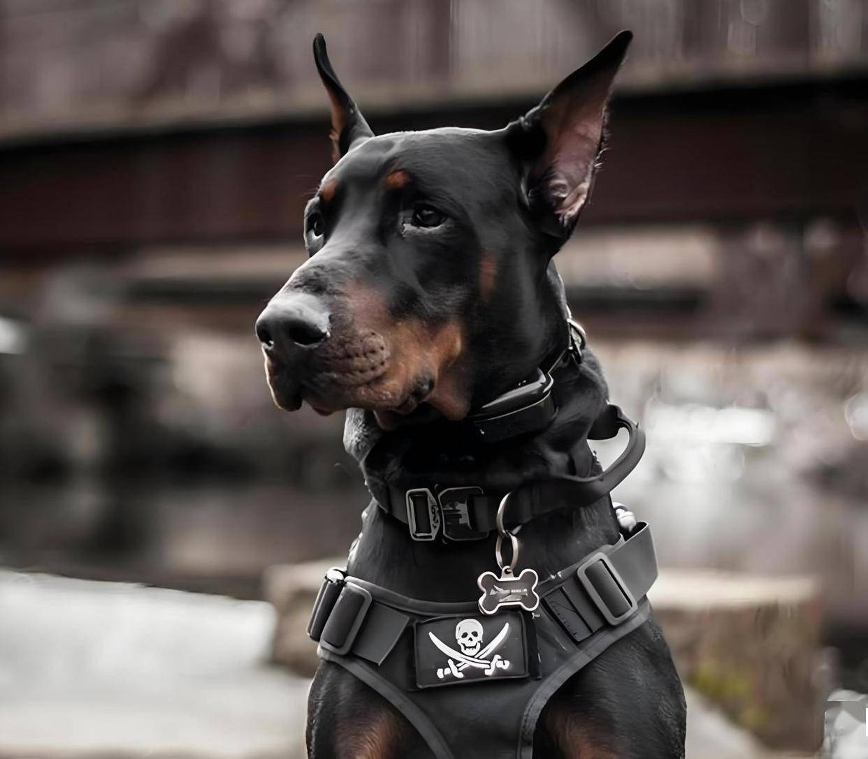 全球16大军警犬界的"特种兵",中国昆明犬上榜!