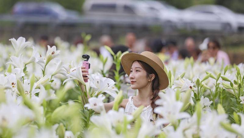 福州闽侯荆溪镇桃田村百合花盛放，农旅融合