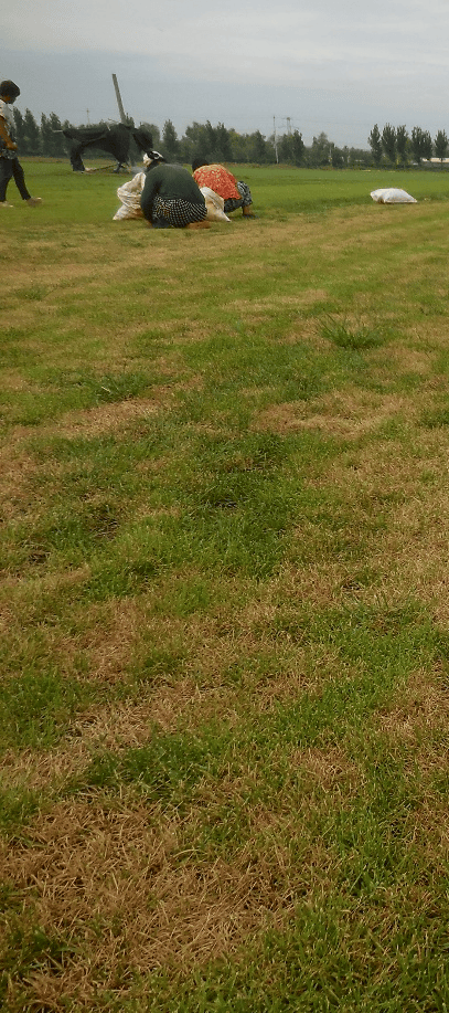 草坪夏季斑枯病的识别与预防