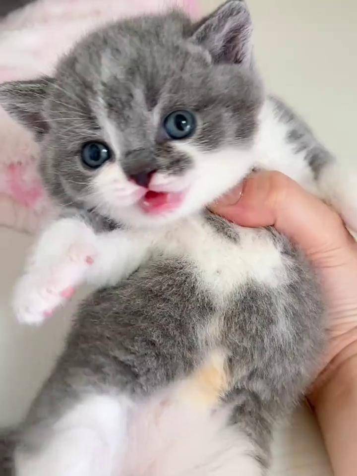 猫咪的快乐是多巴胺啊～～ 蓝白英短赛级英短 猫猫幼崽