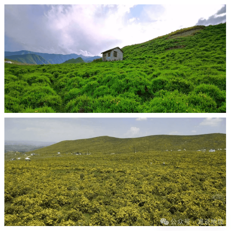 傻傻分不清楚|如何区分草原,草甸,草地——高寒草甸_青藏高原_高山_植被