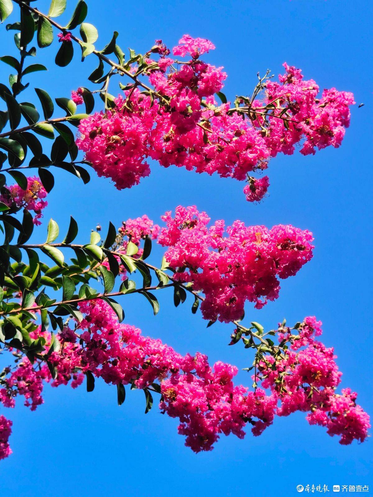 百日红花红百日,繁花满树缀枝头