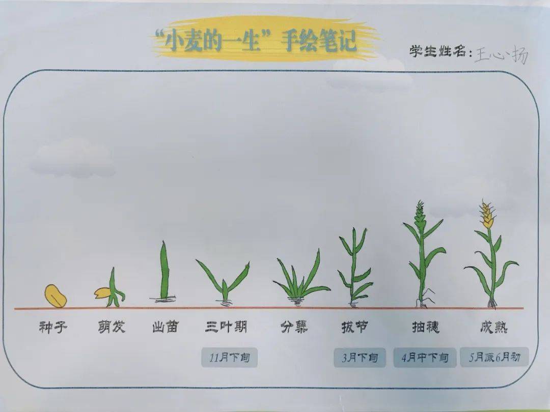 我与小麦共成长