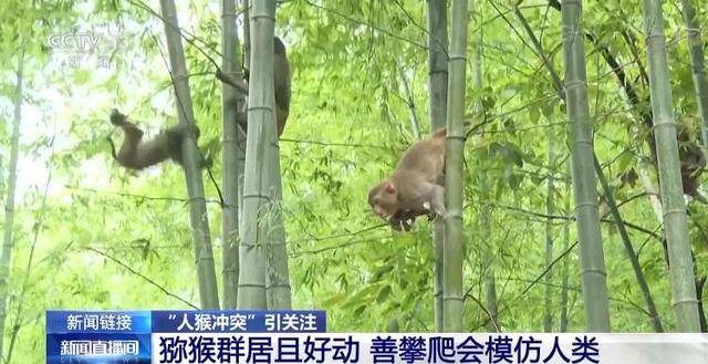 泼猴什么意思__泼猴视频