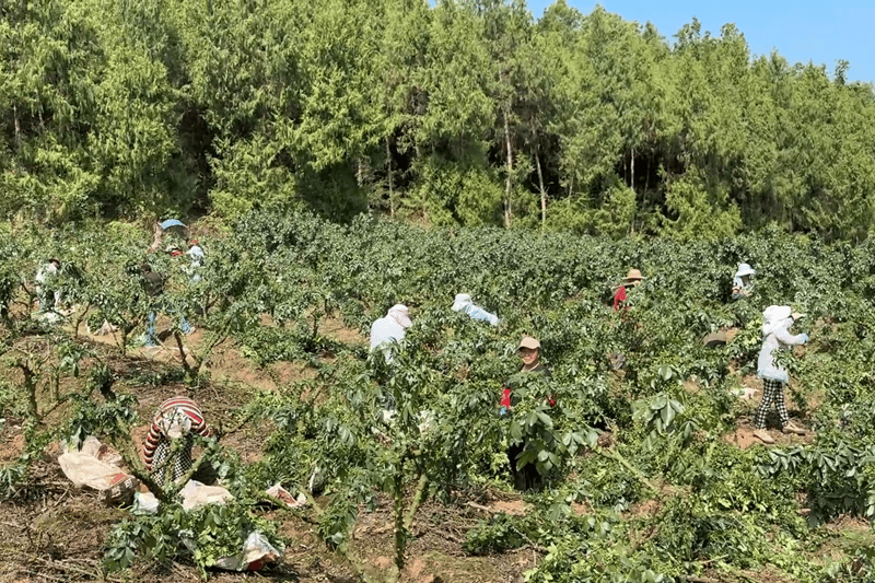 郁郁葱葱走进三溪镇桅杆坪村青花椒种植基地正迎来丰收采摘季眼下
