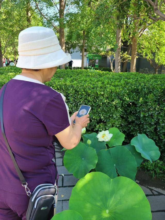 _夏至时节，荷花初绽，市民游客公园寻觅荷香雅韵_夏至时节，荷花初绽，市民游客公园寻觅荷香雅韵