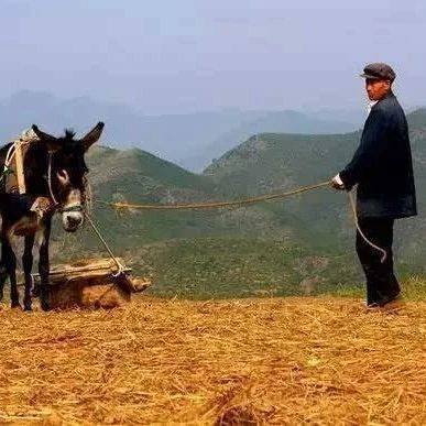邢化忠:碌碡碾过的岁月_小麦_场面_莜麦