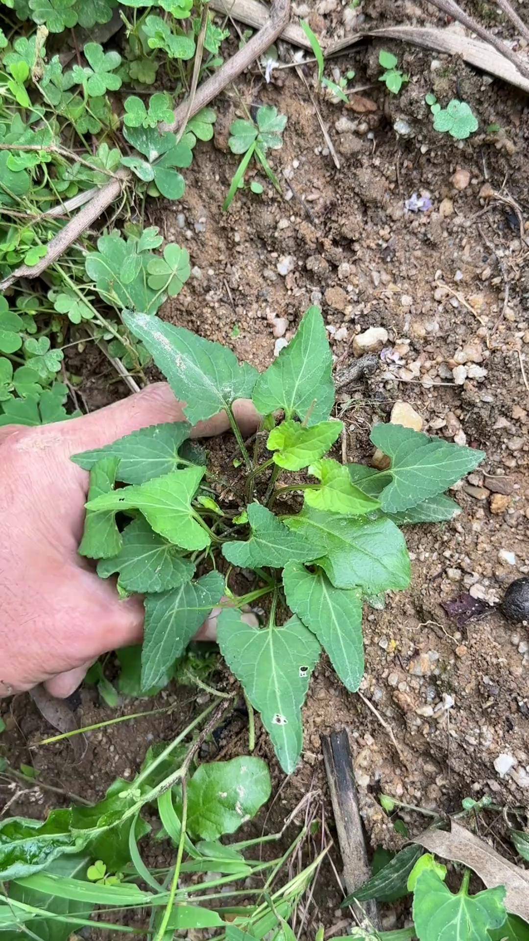 采收农村里的犁头草,叶子尖尖就像耕田的犁头,你见过吗 三农 植物科普