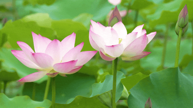 「夏日虎门赏荷地图」,又仙又出片!