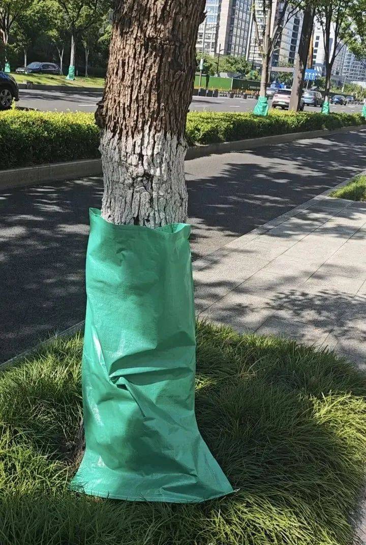 冷月妖女毒驯暴虐郎君:40℃连击！杭州街头突现“绿肚兜”！市民：给我也来一个就好了…