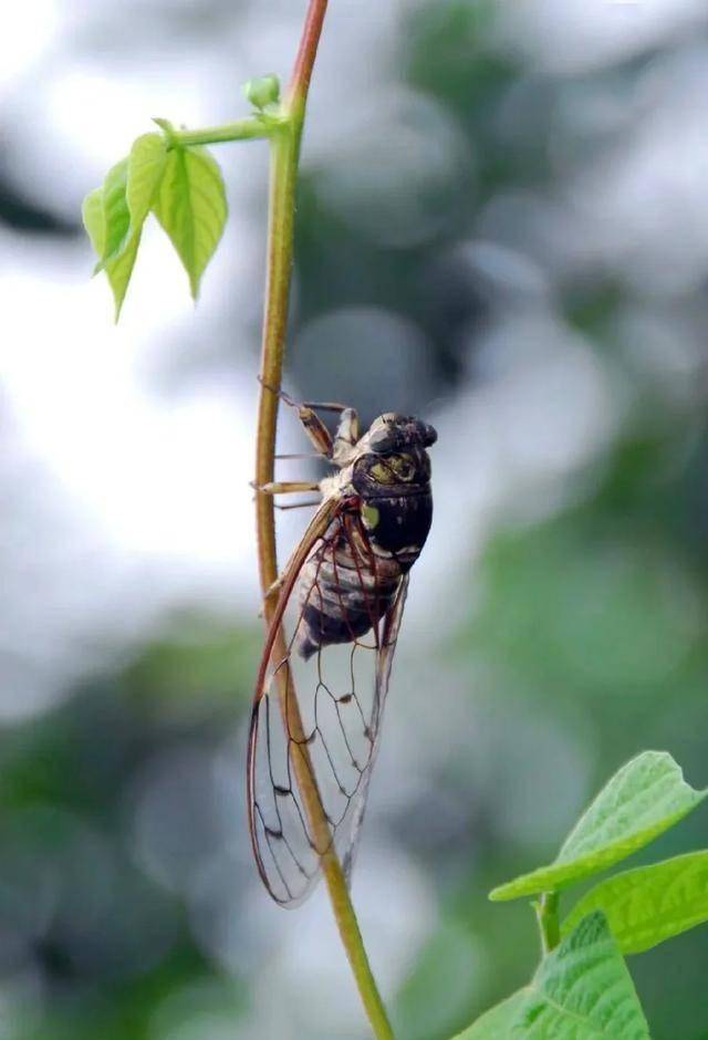 炎炎夏日蝉声响,六首经典的咏蝉诗词,写尽人间无限愁!