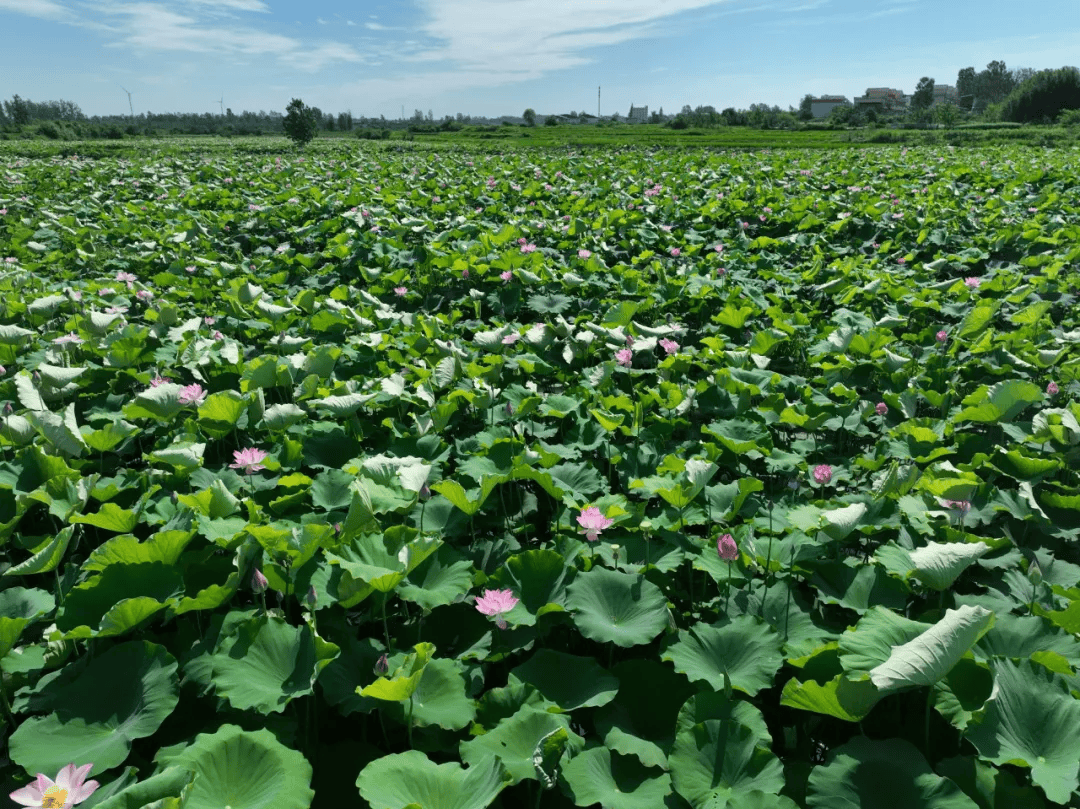 平桥区五里镇:千亩荷塘"链动"农文旅,乡村振兴绘就新图景