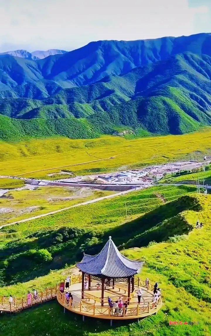 积石山下花烂漫 金露梅开迎客来