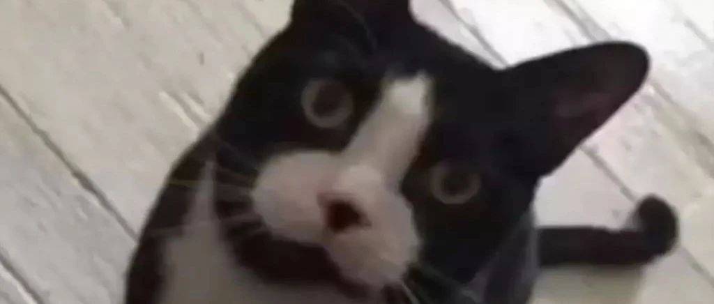 猫咪主人喜欢给别人发猫的丁丁照,算是传播色情内容吗?_母猫_倒刺_排卵