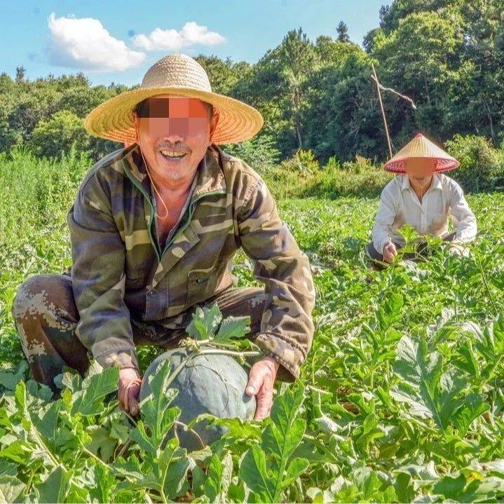 种植面积达2500余亩,亩产利润约万元!回山西瓜热销长三角_回山镇_丁村_红壤