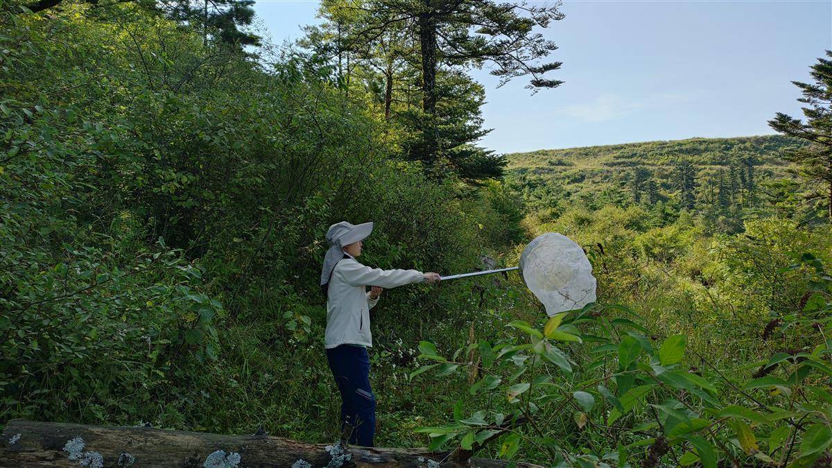 神农架发现稀有昆虫类群，在中国首次记录，全球已知仅5种