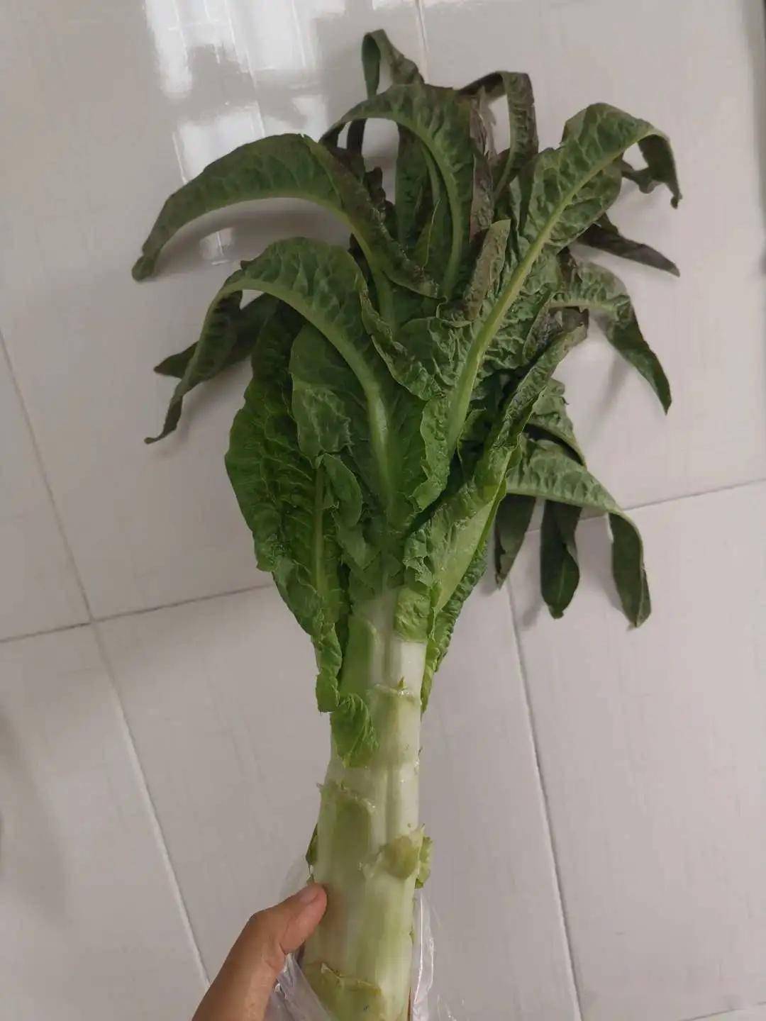 莴笋叶怎么做好吃?试试这个凉拌手法脆嫩无苦味