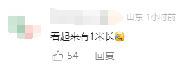 “看起来有1米”！有人家中出现“巨型蟑螂”？网友：房子给它了