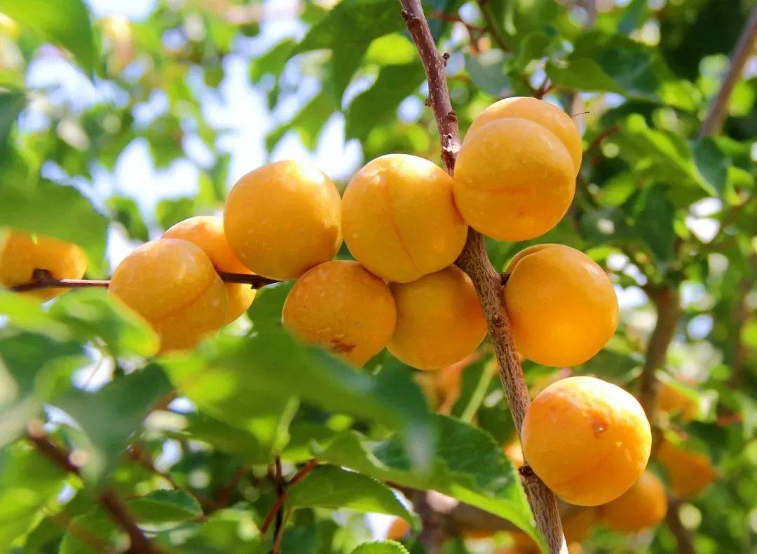金佛寺的杏子熟啦!快来采摘你的小"杏"运
