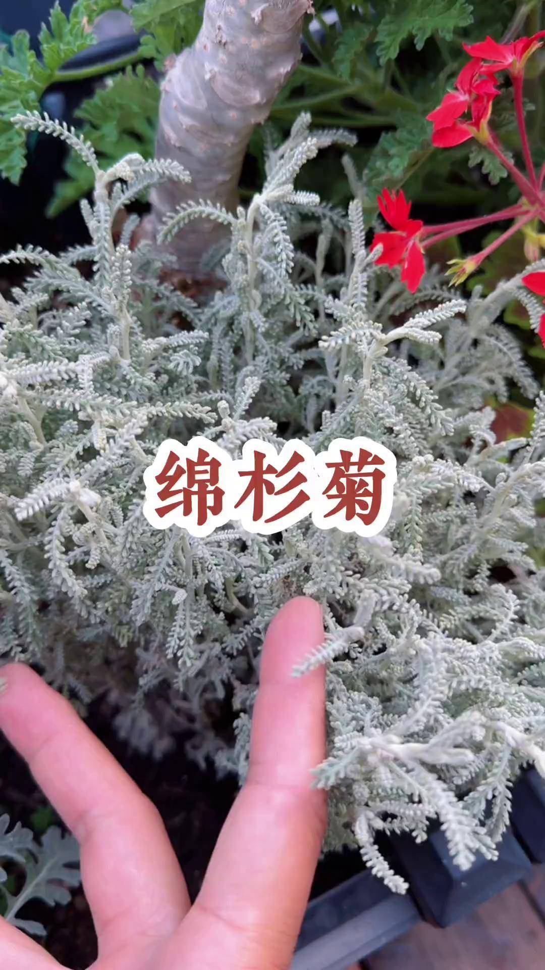 绵杉菊 open garden期间去了本地花友姐姐们家参观,被绵杉菊种草了