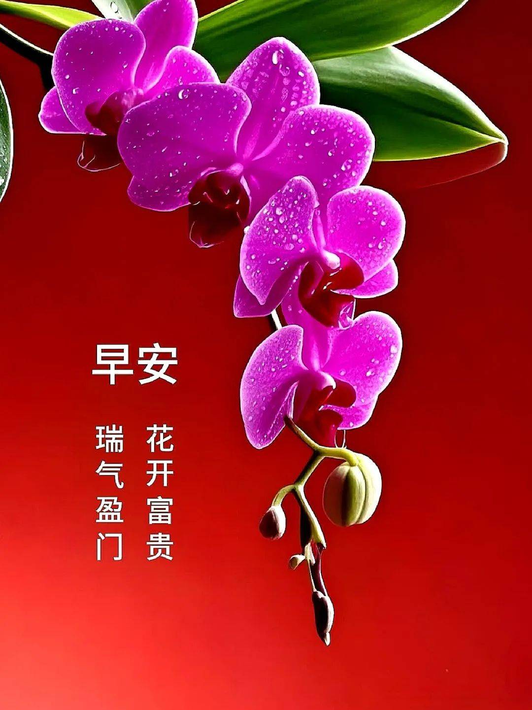 精选136张早安唯美图片清晨的早上好祝福语送给你愿健康愿平安愿快乐