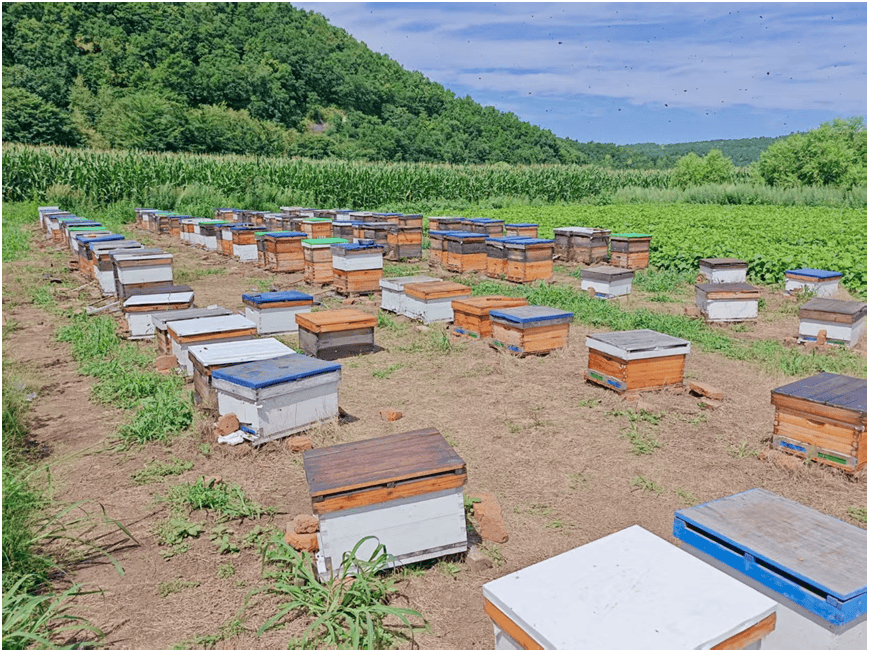 【科技特派员在行动】蜂群科学管理要跟上 科技特派员助力蜂农喜获丰收