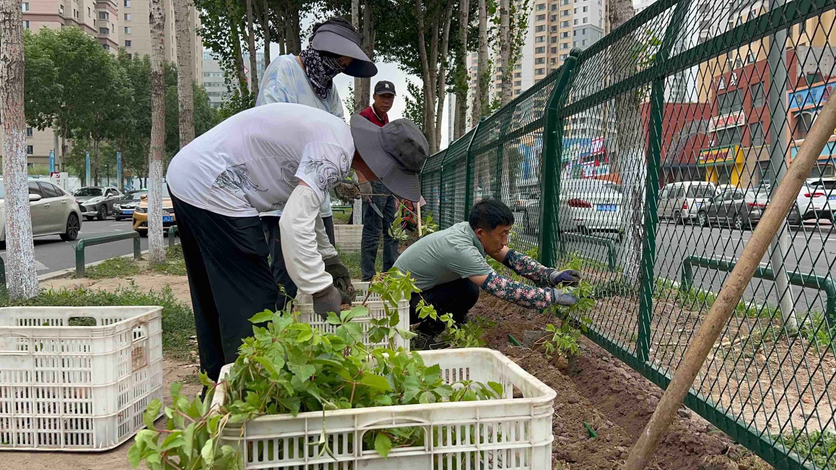 垂直绿廊扮靓城区