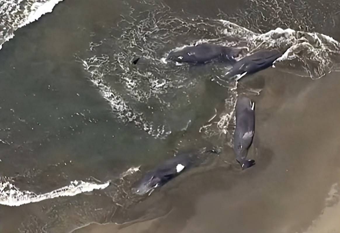 日本海啸多条抹香鲸集体搁浅_搜狐网