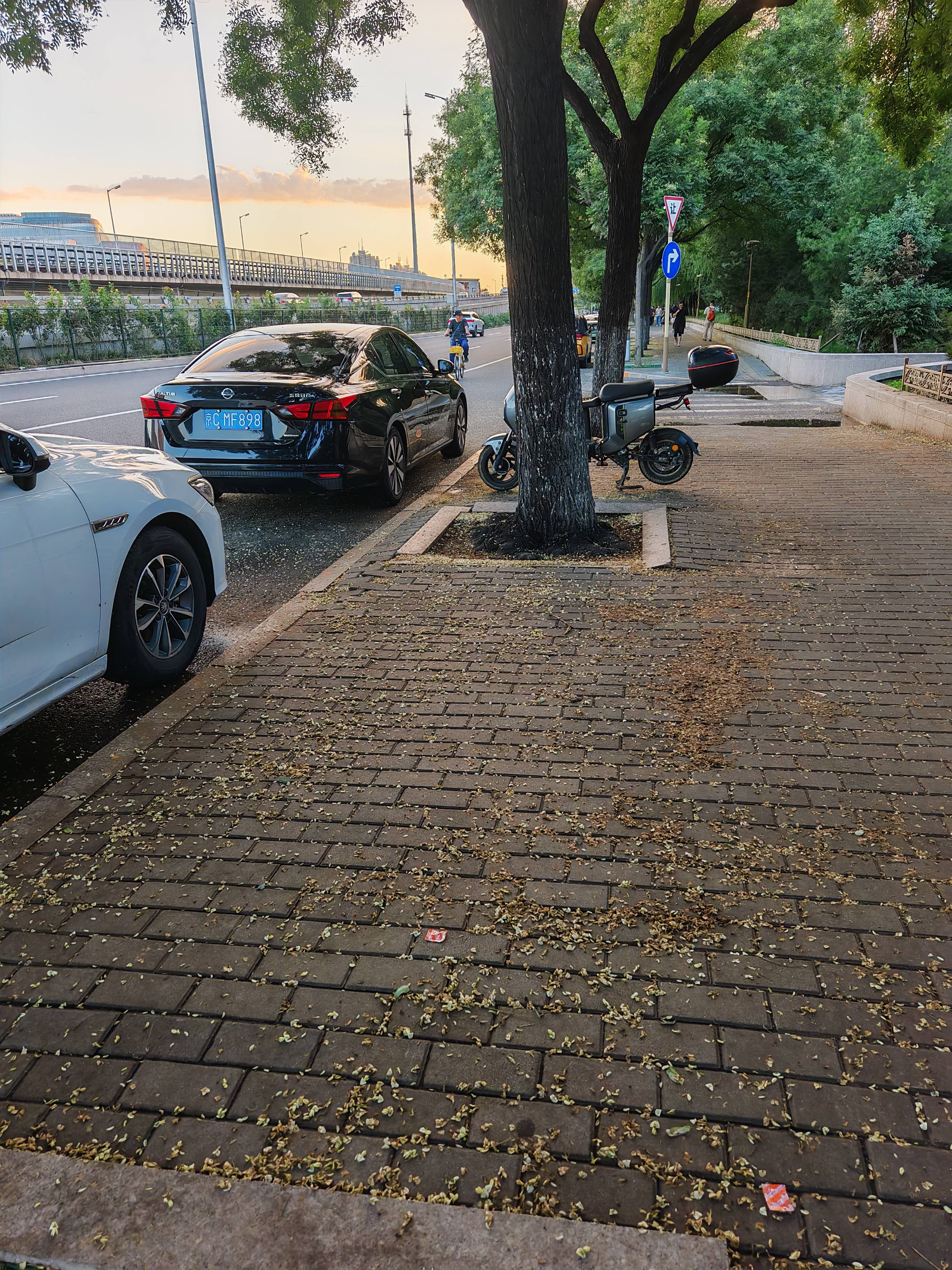 北京又下“槐花雨”，今年特别多，又黏又滑怎么办？