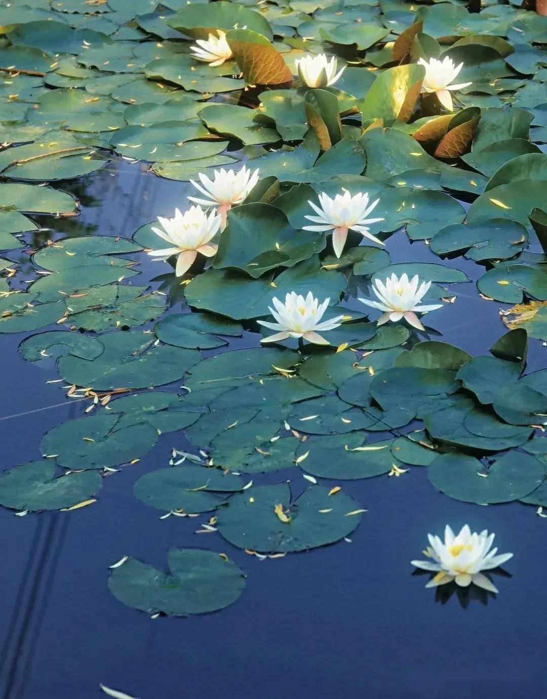 手机拍睡莲封神6个摄影技巧小白也能出大片