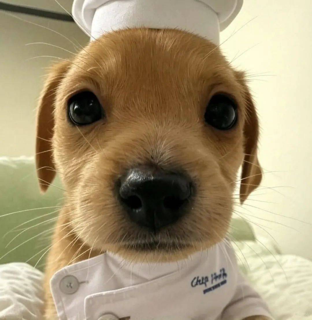 头像 | 这组用来做wechat头像超级棒!