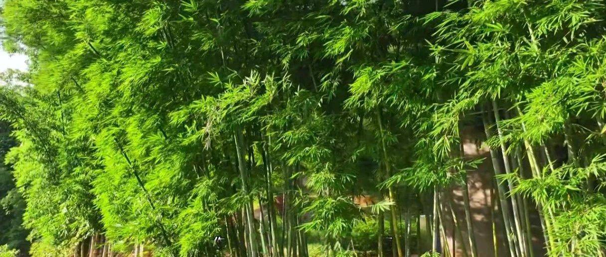 麻竹笋成 “主角”,华安的“笋” 文章念得精彩_高车乡_产业_竹林