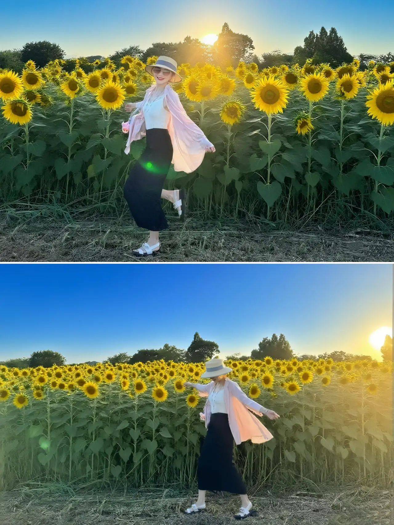 晚霞💕 ,,,周末去神奈川兜风,偶遇一片向日葵田,灿烂的花朵逆风绽放