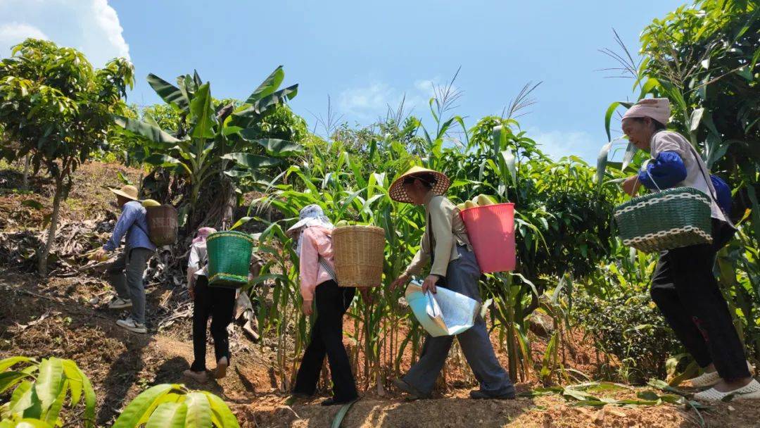 青山苗长成 "致富果":广南板蚌乡芒果基地铺就助农增收路