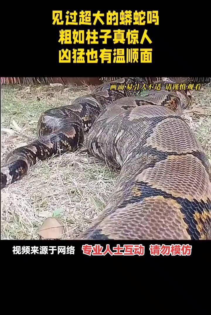 见过像柱子大的蟒蛇吗爬行动物蟒蛇